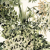 tropica white
